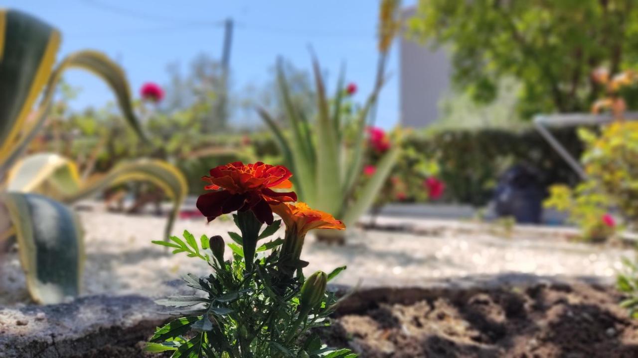Villa Elina House And Garden à Nikiti  Extérieur photo
